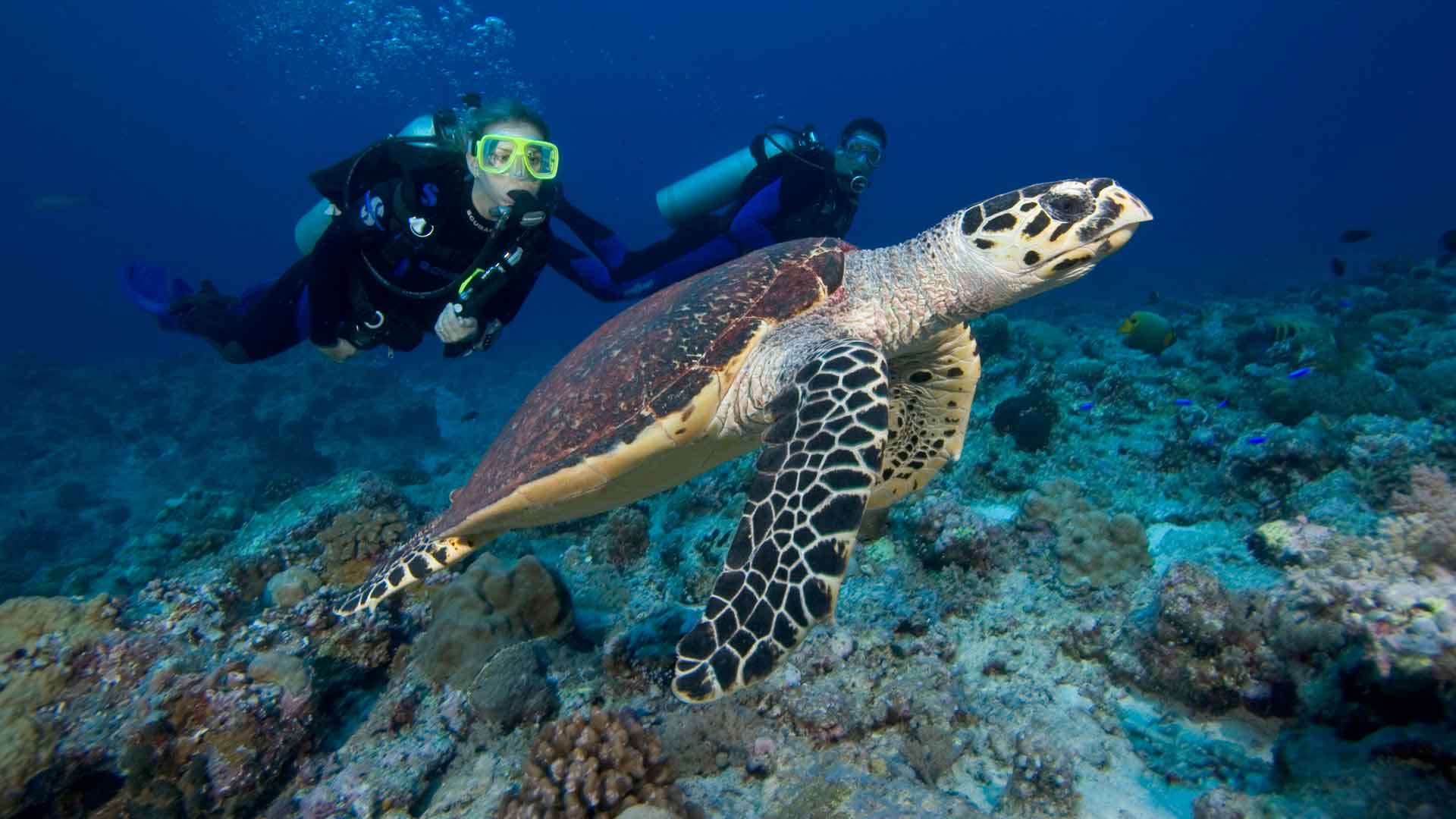 Dive Trips PADI Courses In Ao Nang Diving In Krabi Sea Gypsy Divers