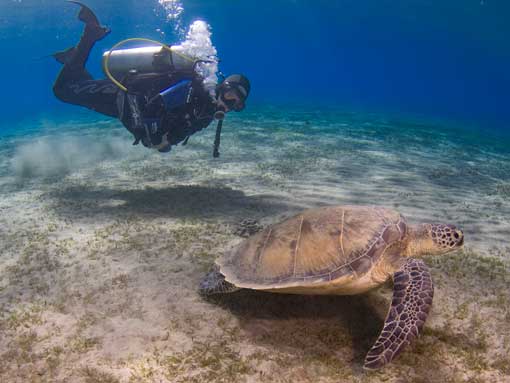 Diver showing great buoyancy control while observing a turtle