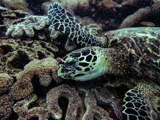 Hawksbill Sea Turtle at Koh Phi Phi
