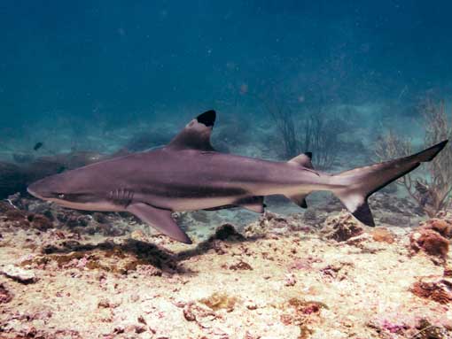 Blacktip Reef Shark swimming around the dive sites of Koh Phi Phi