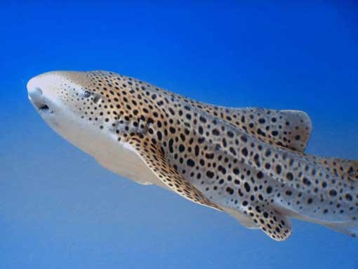 Leopard Shark swimming at the Shark Point ASK dive sites