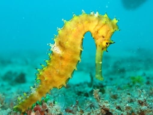 Seahorse, possible to see at the dive sites of the Ao Nang Local Islands