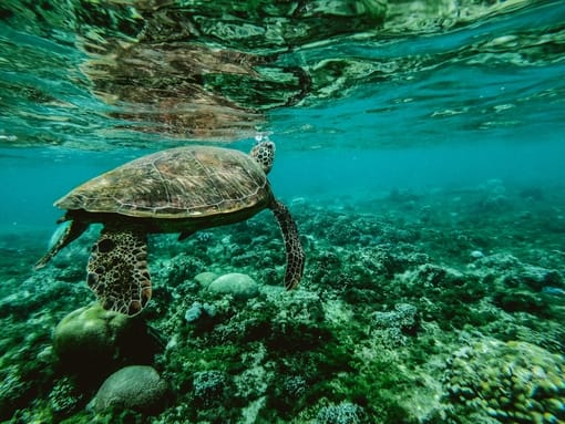 Sea Turtle Snorkeling in Krabi