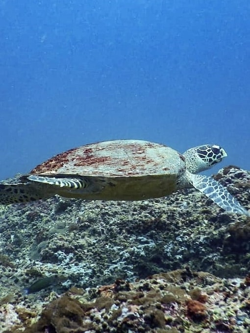 Hawksbill Sea Turtle seen diving in Krabi